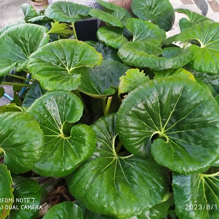 Agnese * سيلفا دو فاسانو