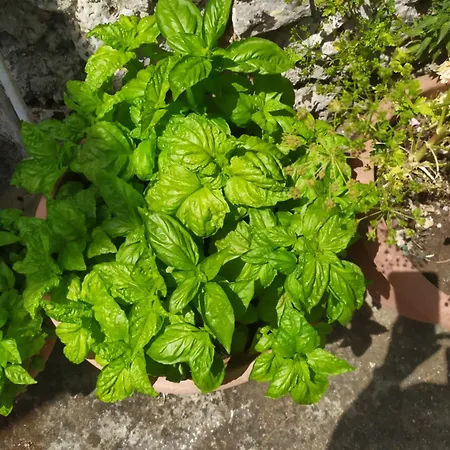 Agnese Séjour à la campagne