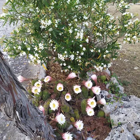 Agnese Selva Di Fasano