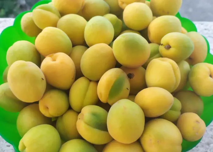 Agnese Gospodarstwo wiejskie *