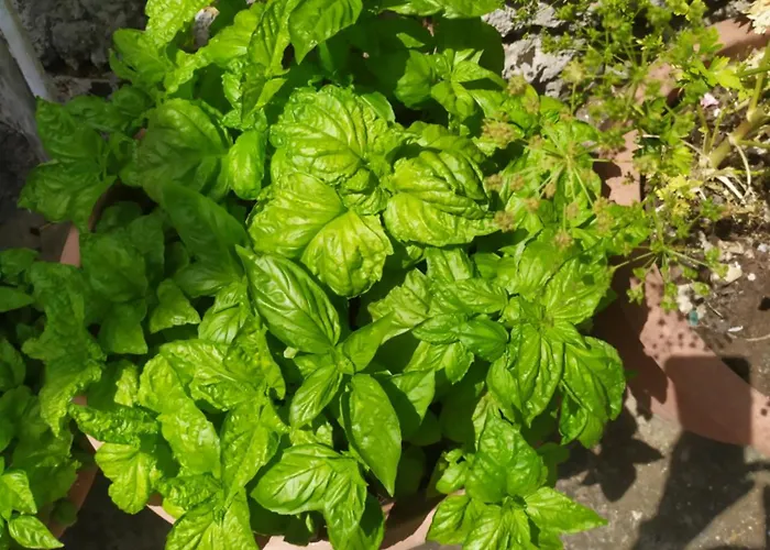 Agnese Gospodarstwo wiejskie